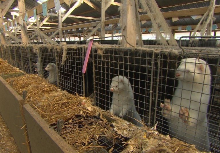 Fermele de animale vor fi interzise în România