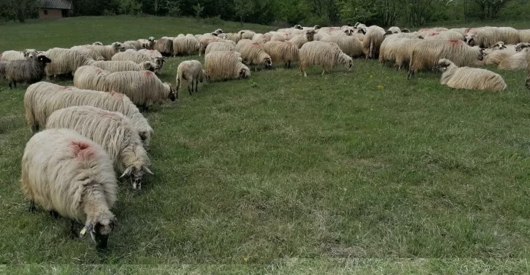 România, cel mai mare exportator de ovine vii din Uniunea Europeană