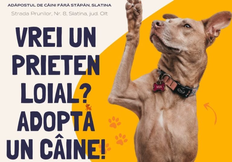 Și tu poți adopta un câine! Primește în familia ta un suflet din Adăpostul de Câini Slatina!