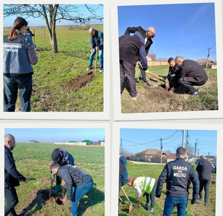 Sute de arbori plantați în municipiul Caracal
