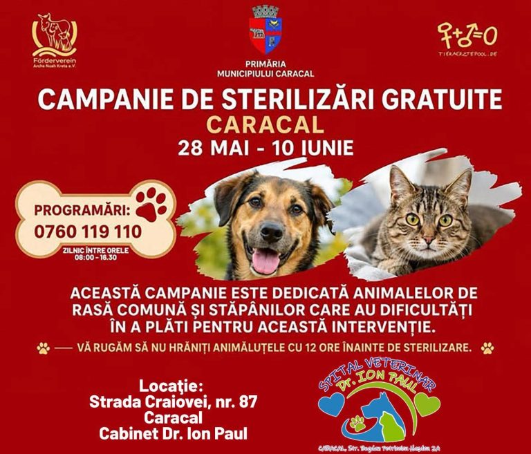Campanie gratuită de sterilizare la Caracal. Primăria face un nou pas pentru reducerea abandonului animalelor